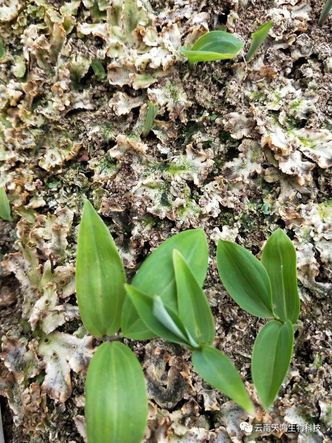 神奇除青苔除草剂实际效果图和所有问题说明