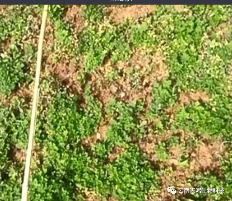 神奇除青苔除草剂实际效果图和所有问题说明