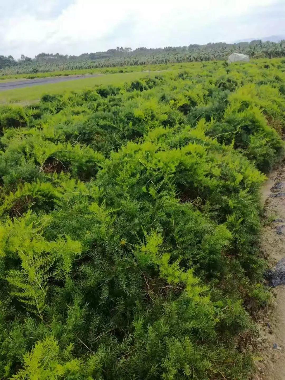 营养生长素用在药材，蔬菜，水果的用法和用量大全